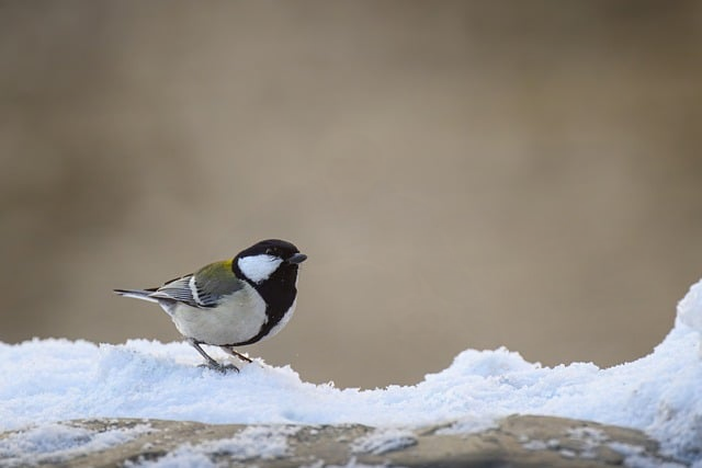 2025年长白山旅游攻略:资深地接导游写给第一次上山的你 2025年长白山旅游攻略:资深地接导游写给第一次上山的你