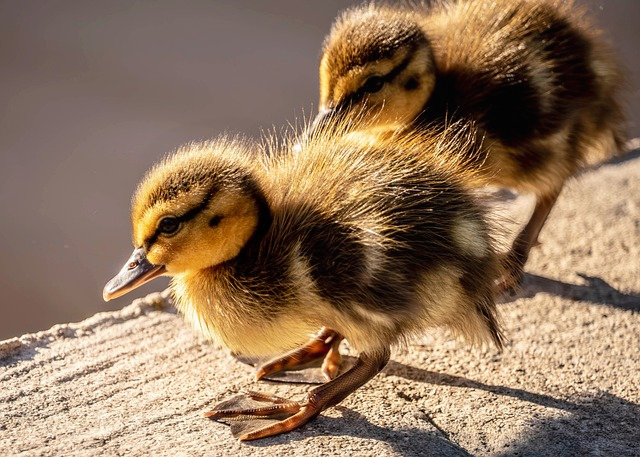 2025年9月马来西亚旅游攻略：地接导游的真心建议与避坑清单